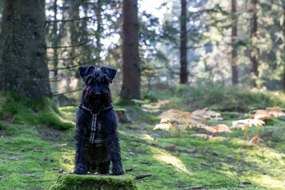 This image is about Giant Schnauzer standing on grass