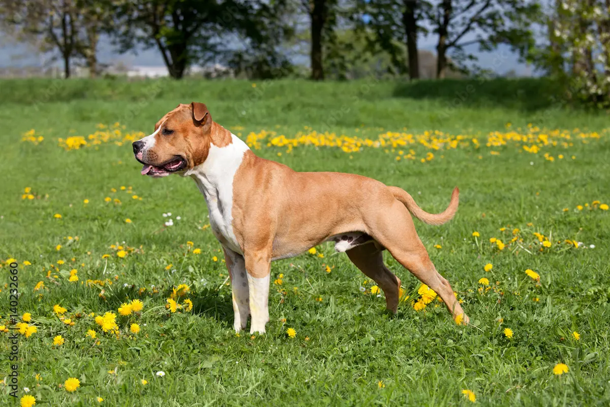 This image is about American Pit Bull Terrier standing on grass