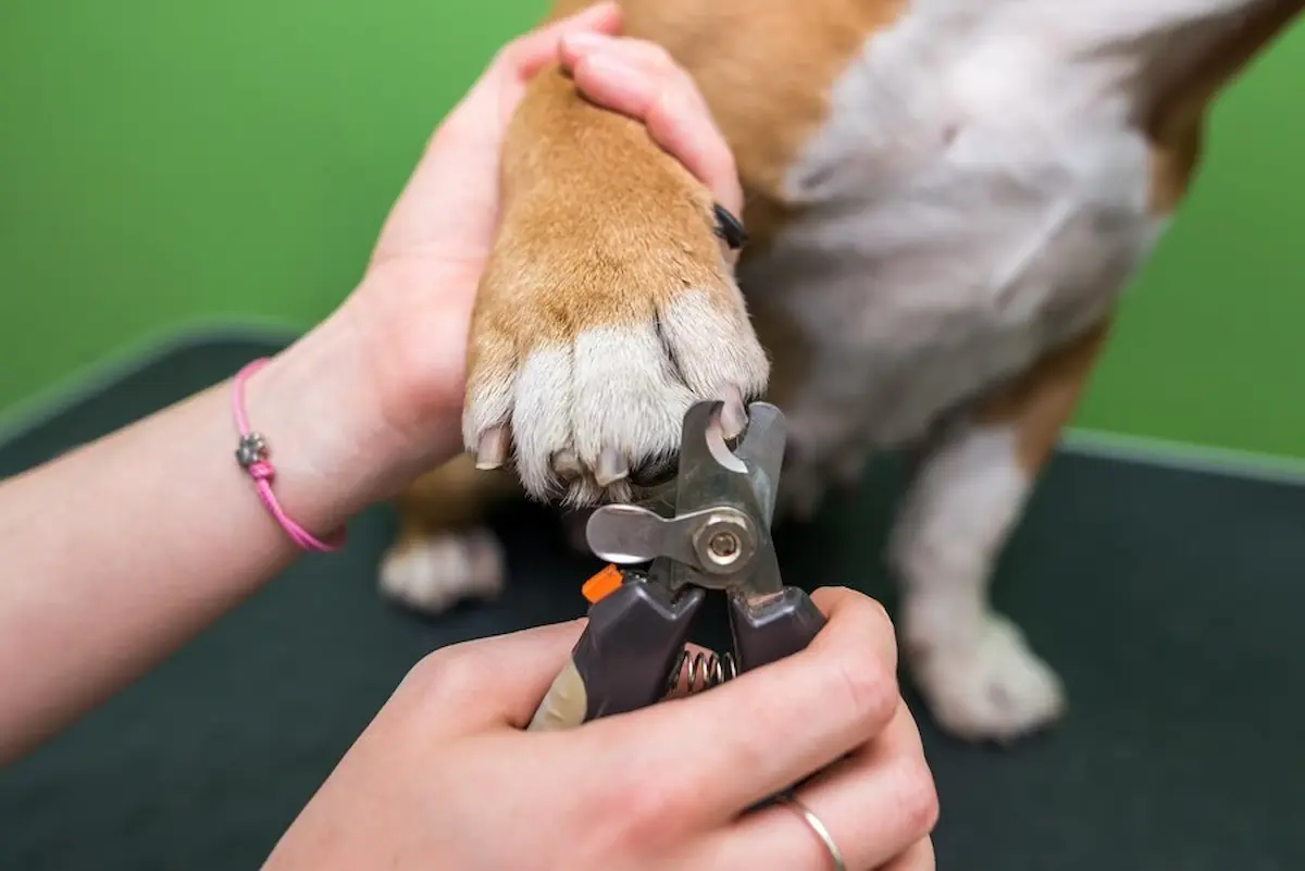 This image is about nails cutting of dogs