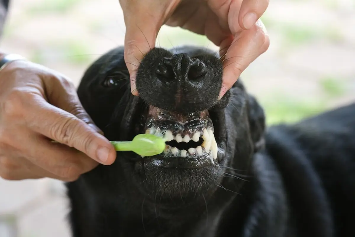 This image is about cleaning dogs teeth 