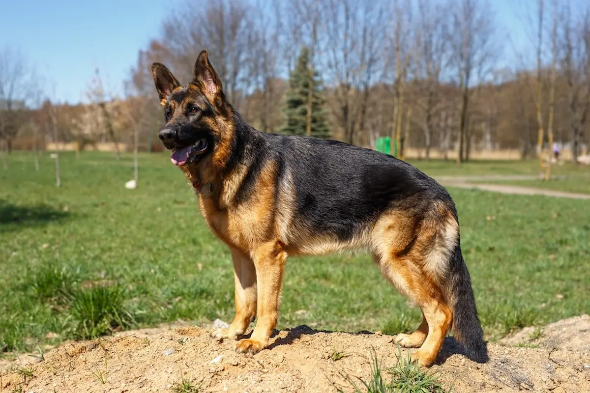 This image describes German Shepherd standing on grass