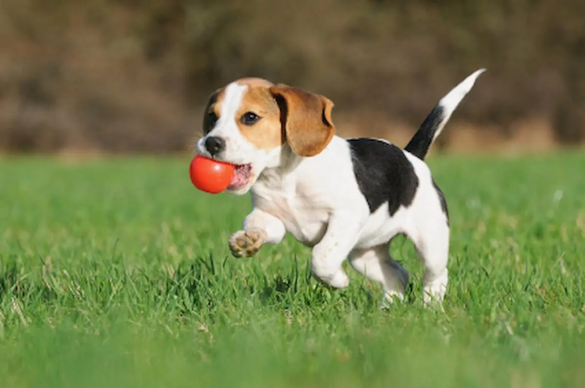 Puppy having ball in mouth running on the grass