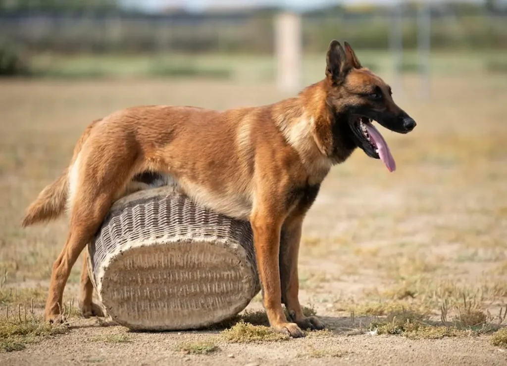 This describes about Belgian Malinois standing