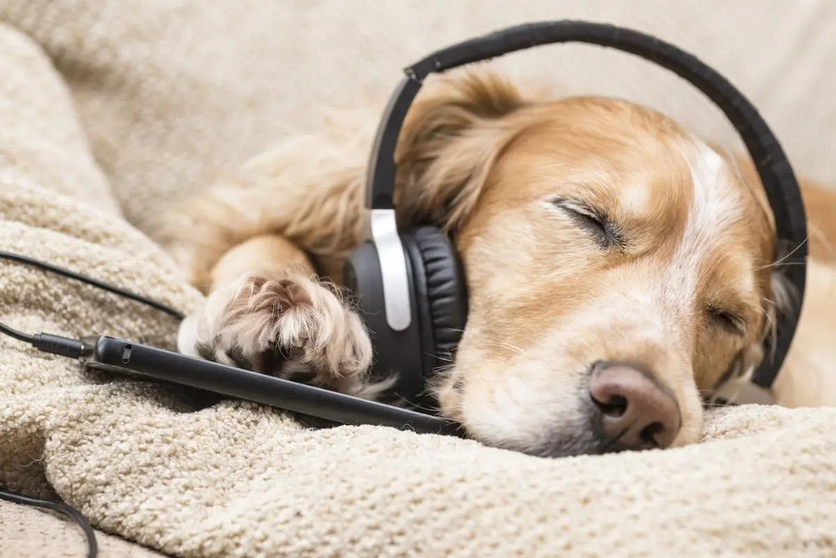 This image is about Dog laying and listening calming music 