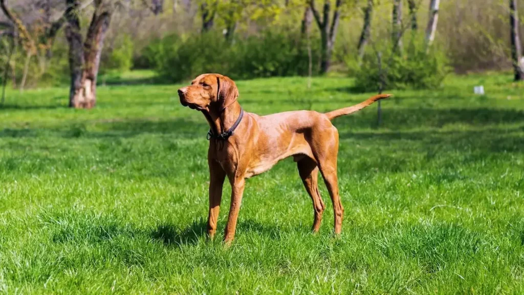 This image is about Bloodhound standing on grass