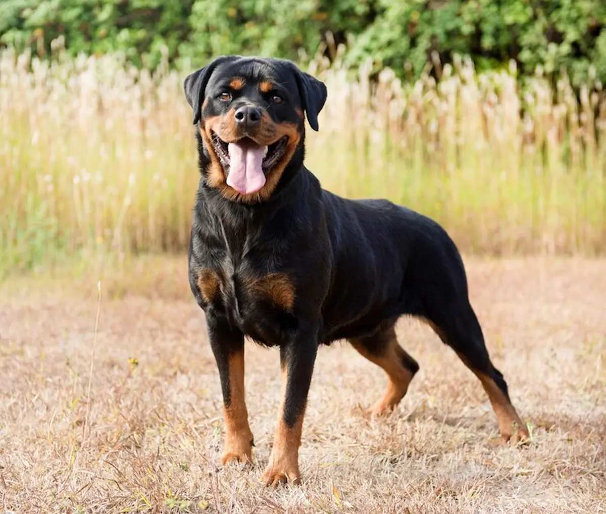 This describes Rottweiler standing on grass