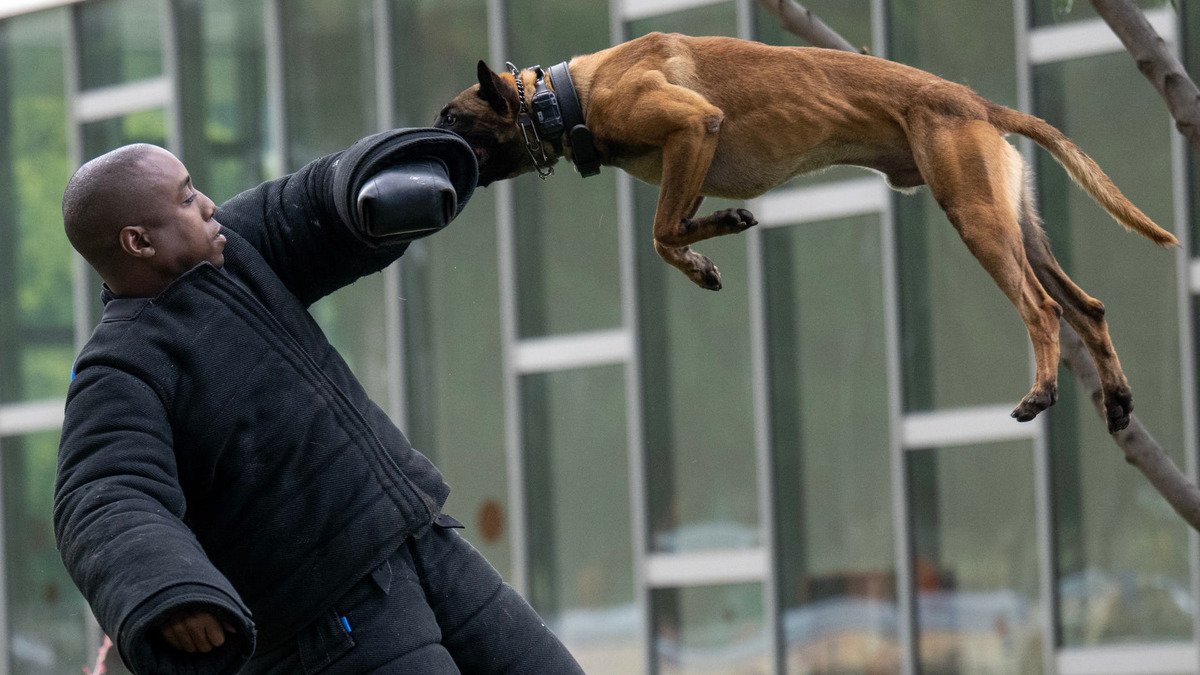 This image is about K9 police dog training