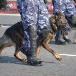 10 Amazing Facts About K9 Police Dogs You Didn’t Know