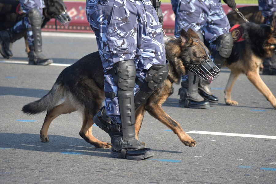 10 Amazing Facts About K9 Police Dogs You Didn’t Know