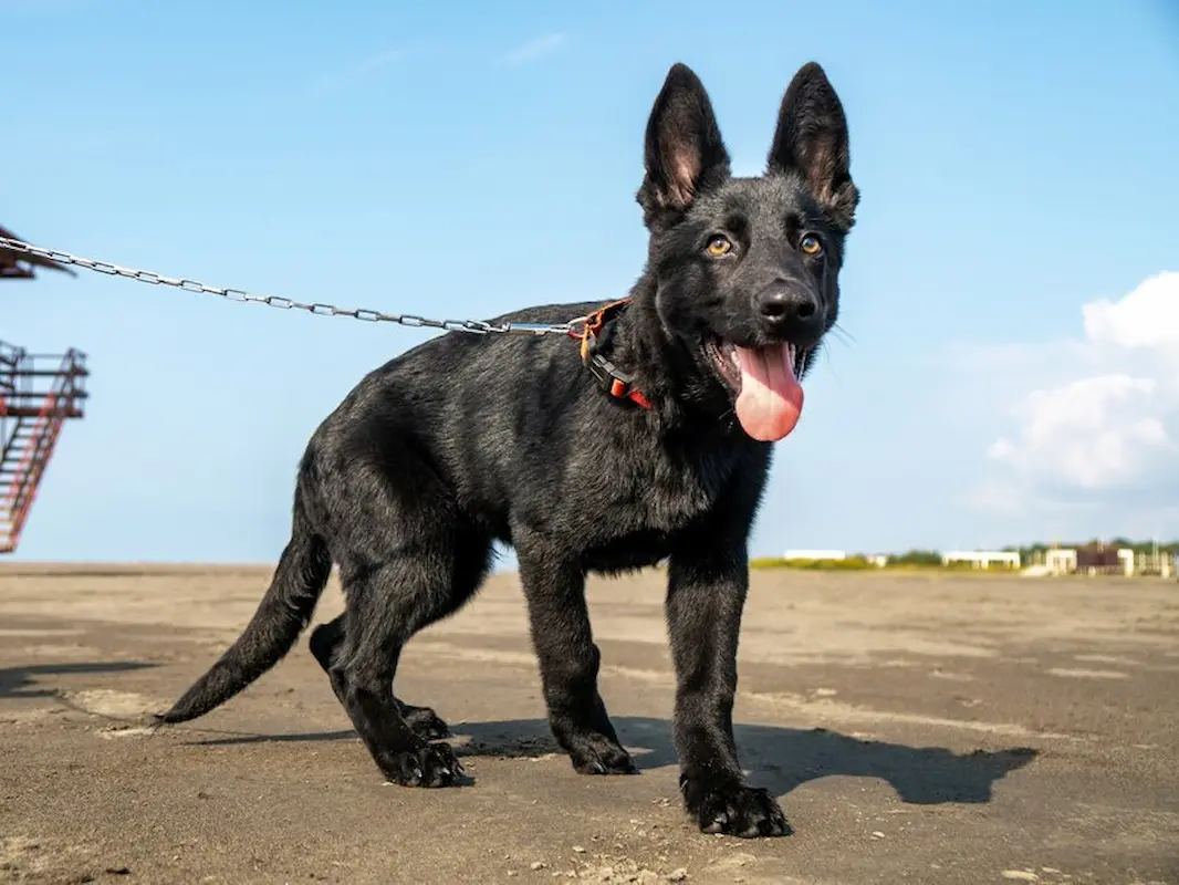 This image is about Dutch Shepherd standing