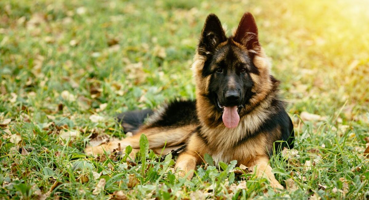 A Guide to German Shepherd Similar Breeds: Key Insights