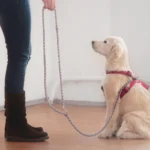 Top 10 Easiest Dogs to Train Effortlessly